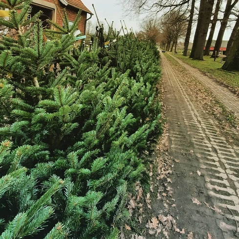 Hof Rülfing_Weihnachtsmeldung_Bioweihnachtsbäume © Stadt Rhede