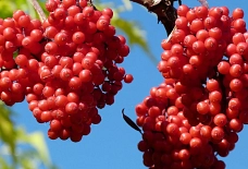 Beeren Sorbus Baum