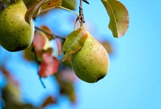 Birne Obst