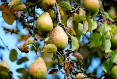 Birne Obstbaum