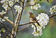 Birnenbaum