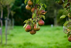 Birnenbaum