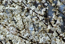 Obstbaum Pflaume blühend